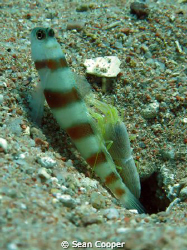 Steinitz' Shrimpgoby with shrimp by Sean Cooper 